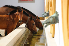 Portugal-Alto Alentejo-Royal Horse Trails